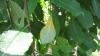 rez na vrbe