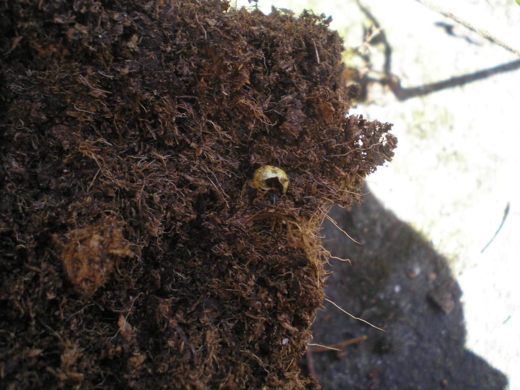 Lalokonosec na azalkách