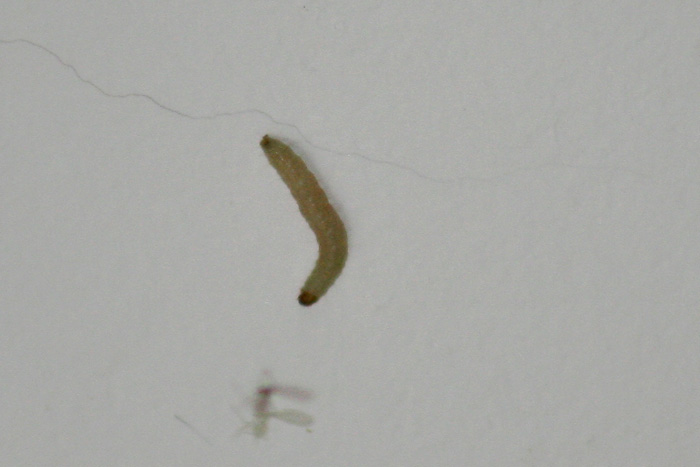 Jak se zbavit červů v bytě?