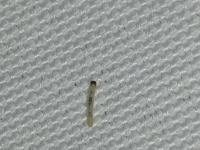 larva mola šatního