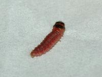 červená larva