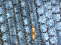 Bily a hnedi cervici (mozna larvy)
