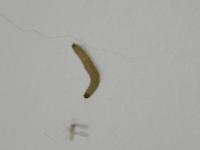 larva spížního mola