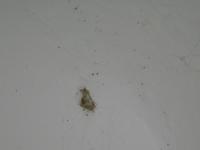 larva na zdi