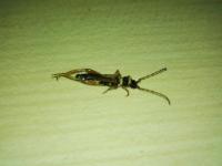 Hmyz v bytě