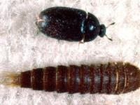 larva kožojeda