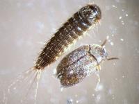 kožojed, larva a dospělec