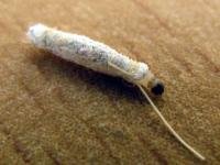 larva mola larva mola