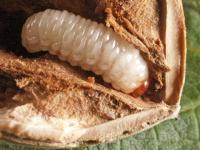 larva nosatce lískového