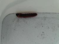 larva- identifikace
