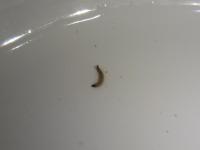 larva koutule