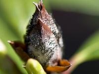Pycnostysanus azaleae Pycnostysanus azaleae