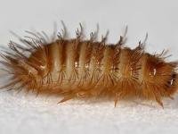 rušník muzejní larva