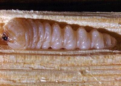 Tesařík krovový larva