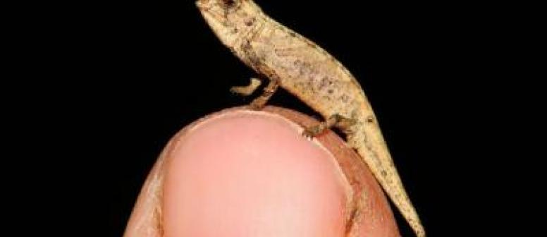 nejmenší chameleon - Brookesia nana