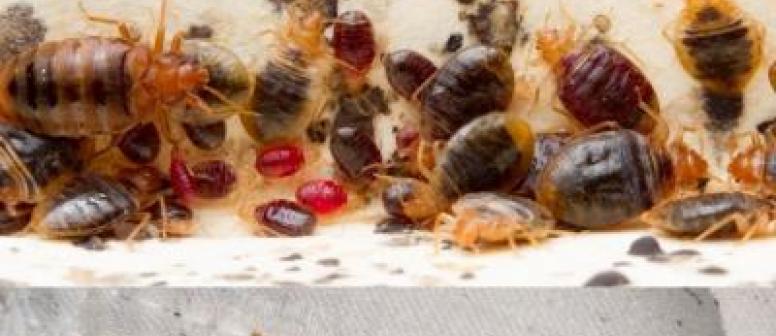 štěnice a histamin