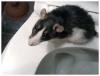 rat.jpg