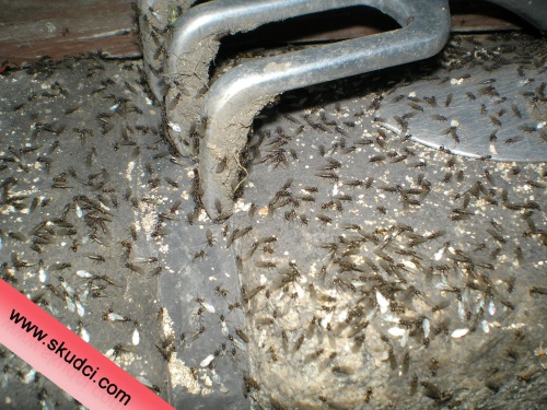 mravenci - rojení